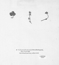 Uredo potentillarum image